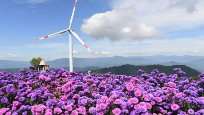 「北漢山より高い場所でお花見？」9月には「すでに完売」の紫色の祭典とは
