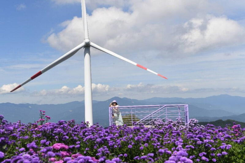 「北漢山より高い場所でお花見？」9月には「すでに完売」の紫色の祭典とは