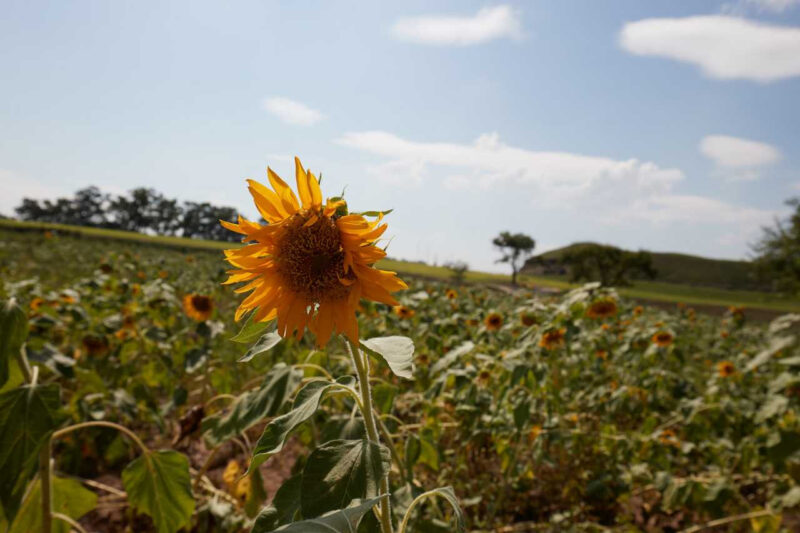 祭り本番前なのに満開?黄色一色に染まった京畿道漣川(ヨンチョン)