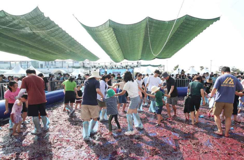 「ブドウを思い切り踏みつぶしに行こう!」2日間限定開催、2026華城松山ブドウ祭り