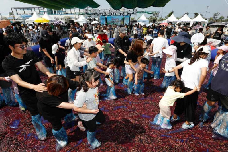 「ブドウを思い切り踏みつぶしに行こう!」2日間限定開催、2026華城松山ブドウ祭り