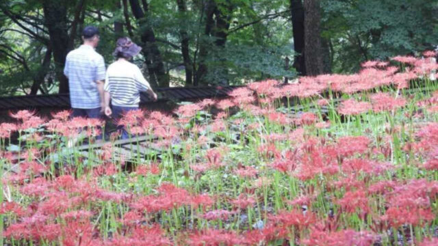 「サッカー場180面分が真っ赤に！」9月中旬の5日間限定、咸平（ハンピョン）彼岸花祭りが開催