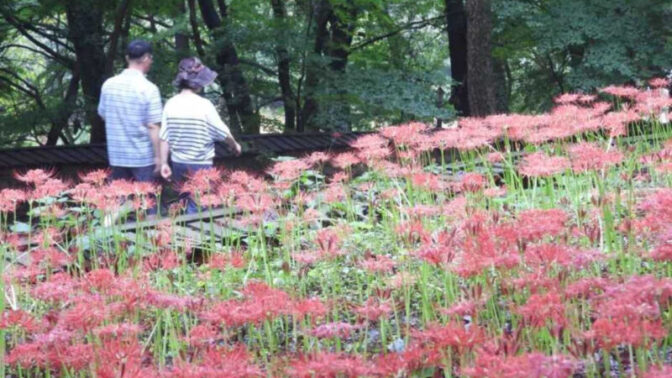 「サッカー場180面分が真っ赤に！」9月中旬の5日間限定、咸平（ハンピョン）彼岸花祭りが開催