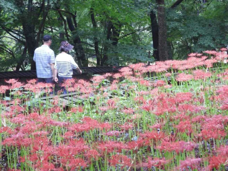 「サッカー場180面分が真っ赤に！」9月中旬の5日間限定、咸平（ハンピョン）彼岸花祭りが開催