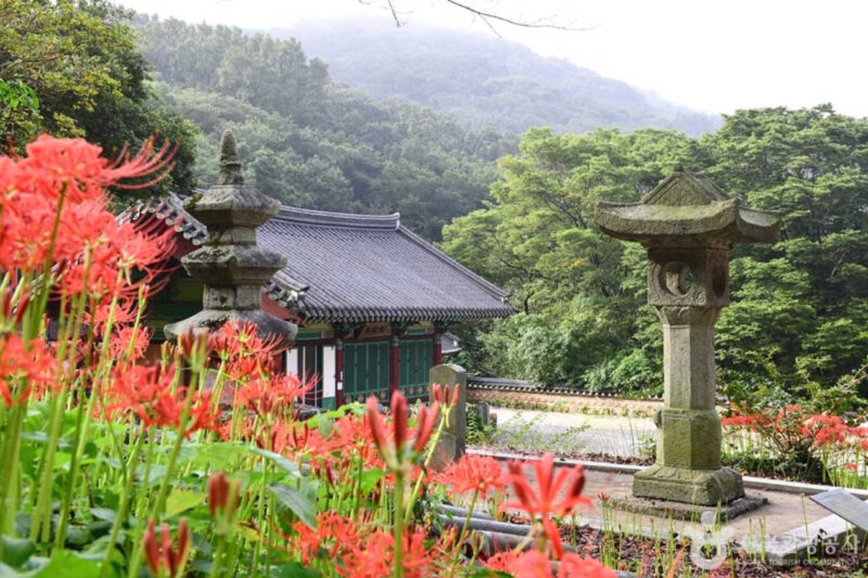 庶民は知らない秘境から数百万本の赤い絨毯まで！9月の絶景フラワーロード総まとめ