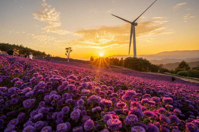 庶民は知らない秘境から数百万本の赤い絨毯まで！9月の絶景フラワーロード総まとめ