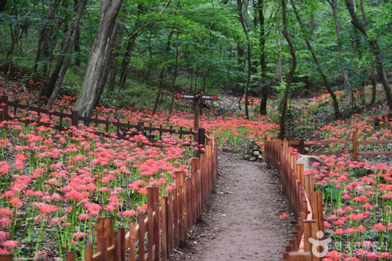 「樹齢1100年の天然林から渓谷の遊歩道まで」静寂と紅葉が彩る初秋の絶景散策