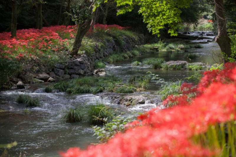 「樹齢1100年の天然林から渓谷の遊歩道まで」静寂と紅葉が彩る初秋の絶景散策