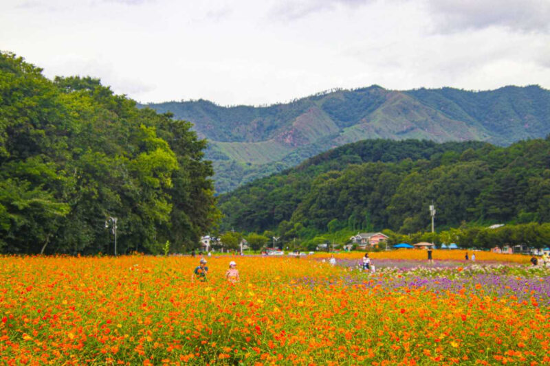 「樹齢1100年の天然林から渓谷の遊歩道まで」静寂と紅葉が彩る初秋の絶景散策