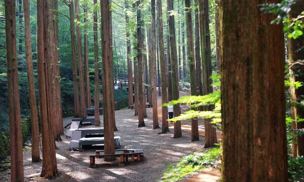 「歩くだけで心も晴れやか」老若男女が気軽に楽しめる初秋のバリアフリー森林浴コース