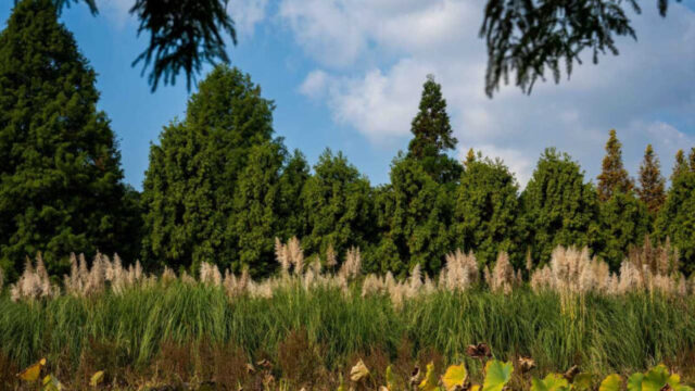 まるで人間サイズ…紅葉より美しいと全国から人が殺到する植物園