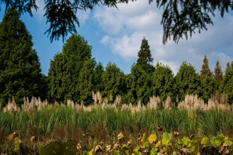 まるで人間サイズ…紅葉より美しいと全国から人が殺到する植物園