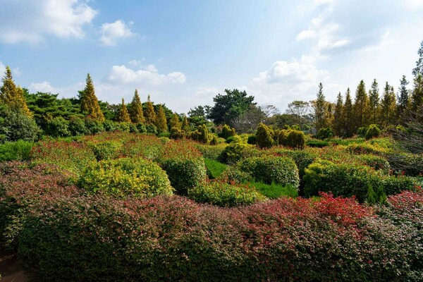 まるで人間サイズ…紅葉より美しいと全国から人が殺到する植物園