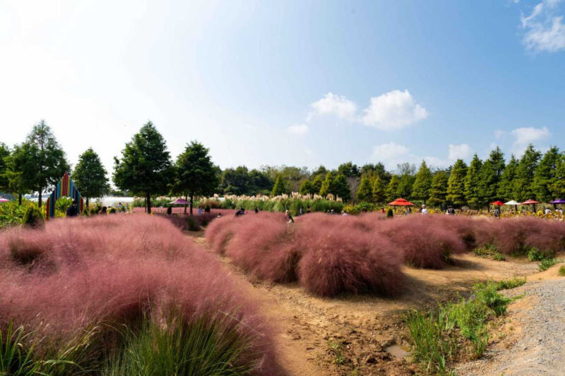 まるで人間サイズ…紅葉より美しいと全国から人が殺到する植物園