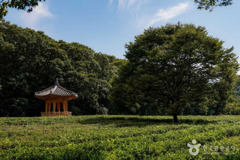 山寺に広がる赤い風景の正体とは？