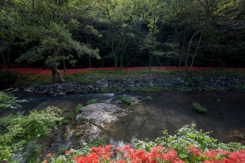 山寺に広がる赤い風景の正体とは？