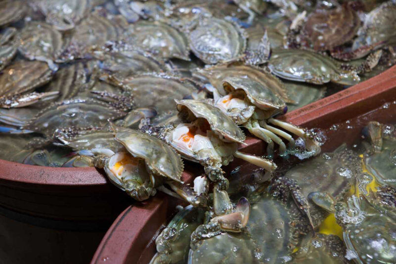 身が詰まった旬の西海岸産ワタリガニ、腹の形で見分ける「極上の逸品」の選び方