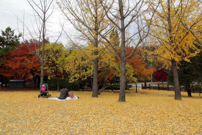 「秋になると駐車場がパンク状態」京畿道の歴代級名所が話題
