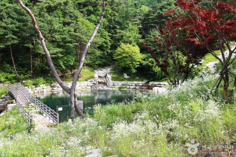 「黄金の亀」のパワーを授かる？政府も惚れ込んだ韓国の韓医学ヒーリング旅