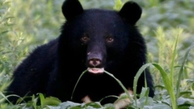 「クマが住宅街を襲撃」…すでに13人が死亡