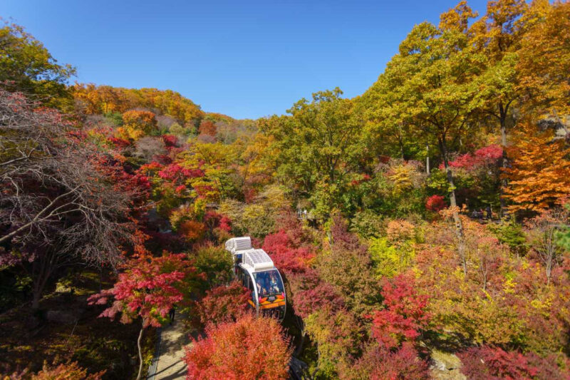 紅葉の季節に全国から人が殺到！「絶景スポット」のベストな訪問時期は？