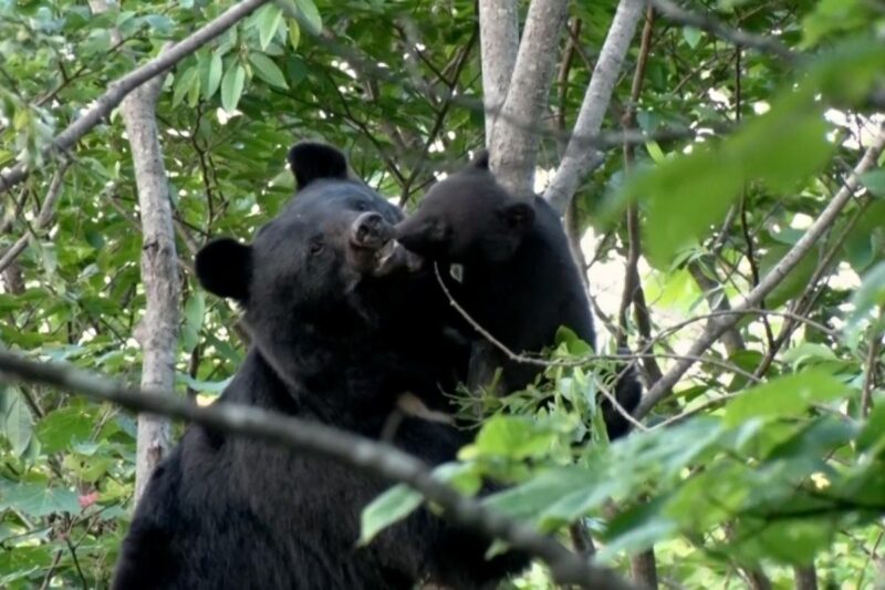 「クマが住宅街を襲撃」…すでに13人が死亡