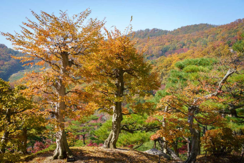 紅葉の季節に全国から人が殺到！「絶景スポット」のベストな訪問時期は？