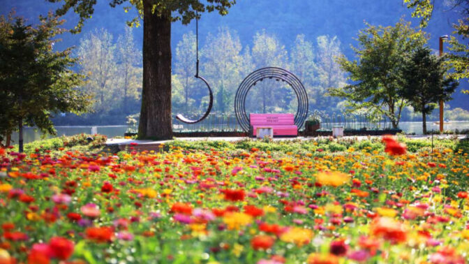 秋の花祭り、今行かなきゃいつ行くの？