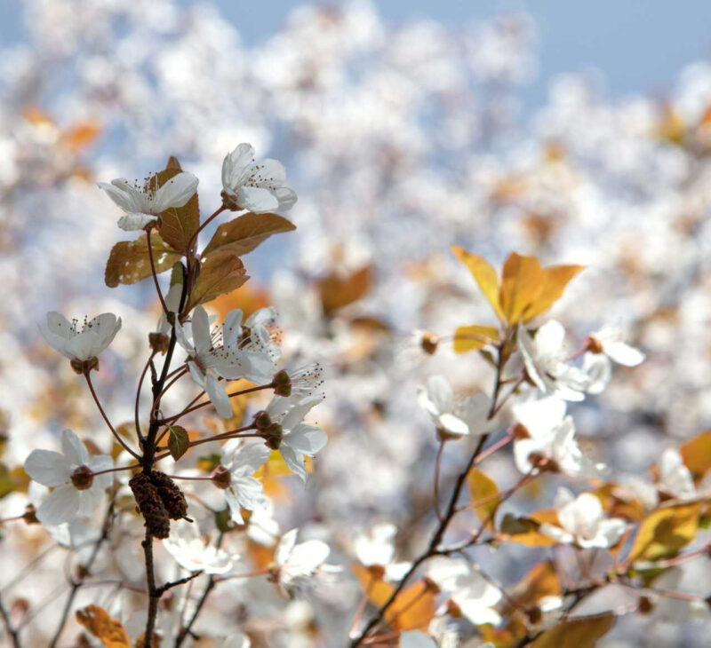 秋の花祭り、今行かなきゃいつ行くの？