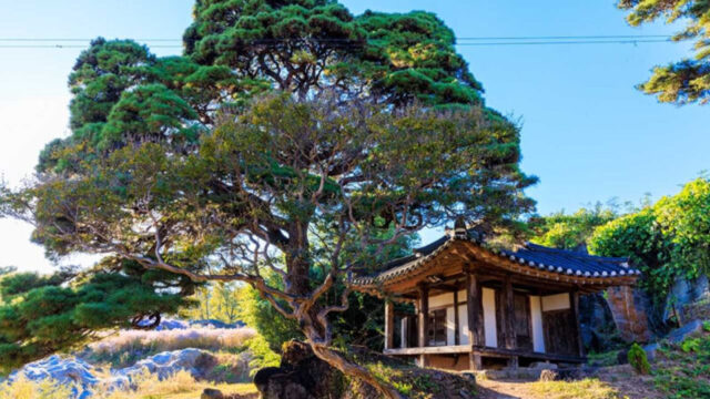 今、紫色のノコンギクで大騒ぎ！韓国・聞慶（ムンギョン）の絶景スポットが話題