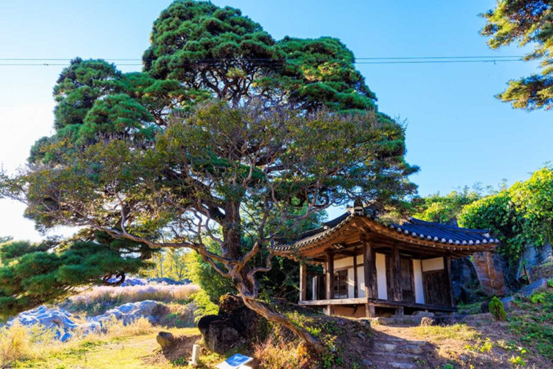 今、紫色のノコンギクで大騒ぎ!韓国・聞慶(ムンギョン)の絶景スポットが話題