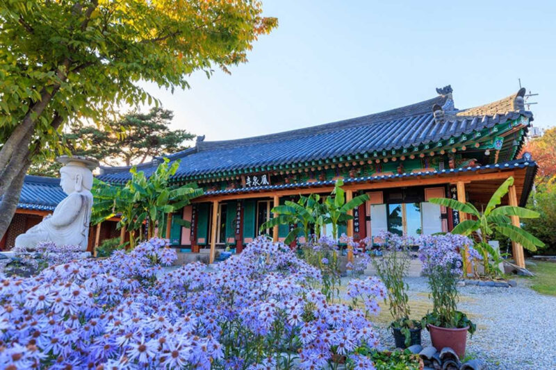 今、紫色のノコンギクで大騒ぎ!韓国・聞慶(ムンギョン)の絶景スポットが話題