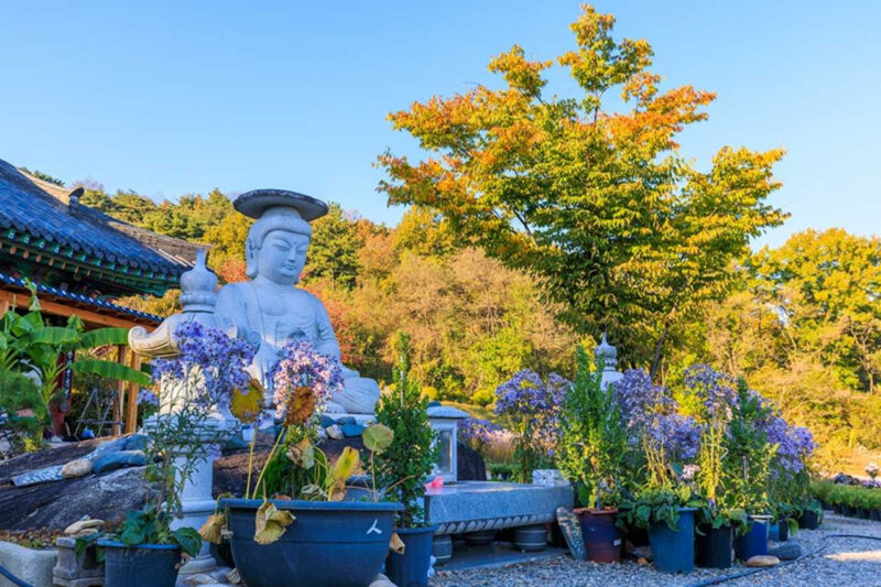 今、紫色のノコンギクで大騒ぎ!韓国・聞慶(ムンギョン)の絶景スポットが話題