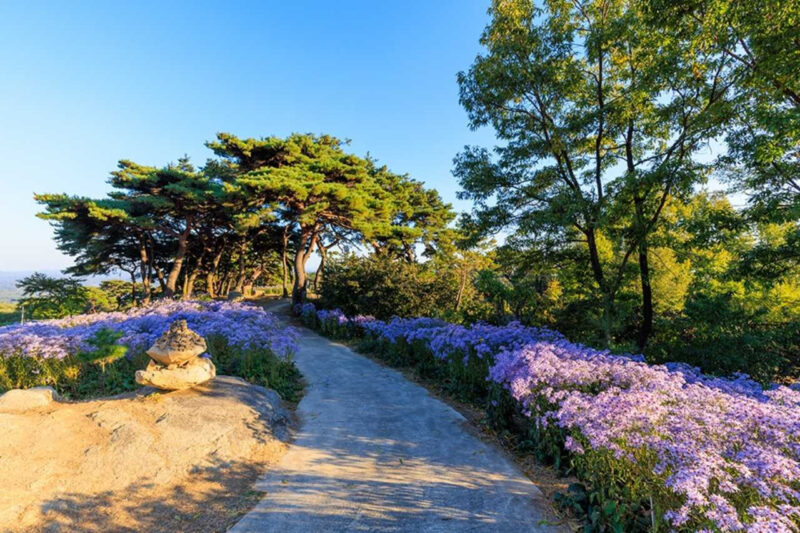 今、紫色のノコンギクで大騒ぎ!韓国・聞慶(ムンギョン)の絶景スポットが話題