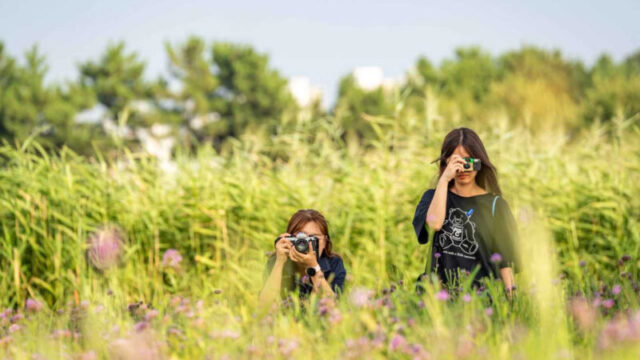 戦車が走った地に花が咲く？10月のおすすめ旅行先
