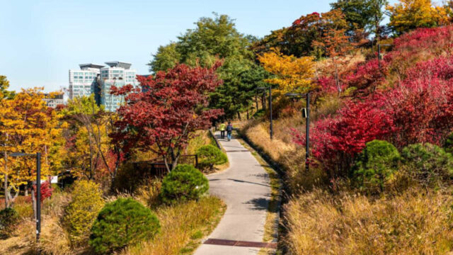 登山靴なしでOK！気軽に楽しめる秋の散策路