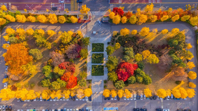 自宅の住所を入力するだけ！紅葉の見頃を「5秒」でチェック