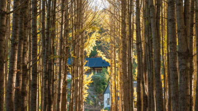 知る人ぞ知る！晩秋の風情を贅沢に楽しむ11月の穴場旅行先