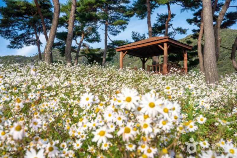 井邑クジョルチョ花祭り、入場料の50％以上を払い戻しへ