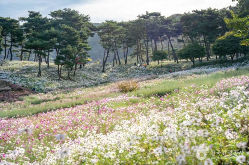 井邑クジョルチョ花祭り、入場料の50％以上を払い戻しへ