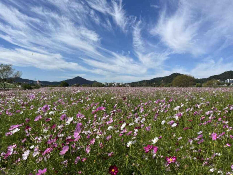 花畑だけで12万坪、入場無料…この秋、羅州（ナジュ）で起きること