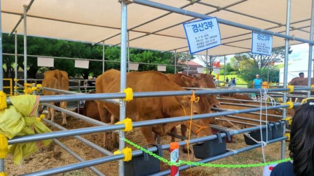 韓牛の焼き方から運動会まで！「京畿道畜産振興大会」完全ガイド