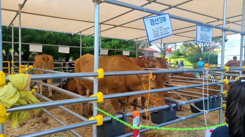 韓牛の焼き方から運動会まで！「京畿道畜産振興大会」完全ガイド