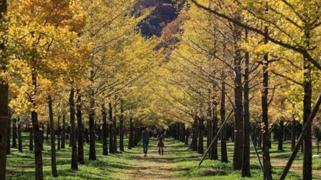 1年でわずか744時間だけ！江原道（カンウォンド）の幻の絶景スポット