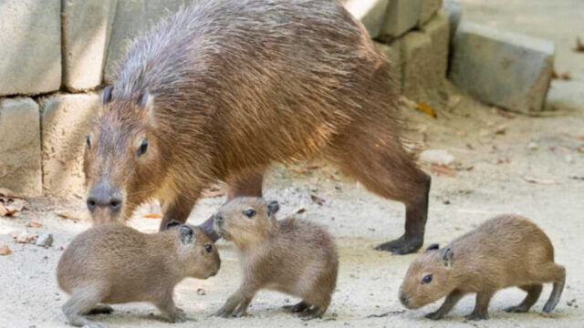 悶絶級の可愛さ！エバーランド「プーパタウン」にカピバラの三つ子が誕生