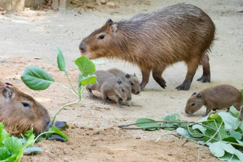 悶絶級の可愛さ！エバーランド「プーパタウン」にカピバラの三つ子が誕生