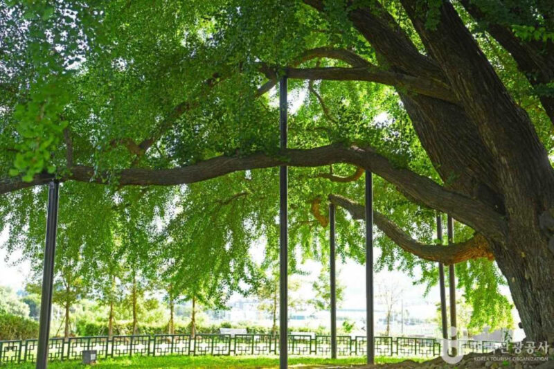 800歳だと思ったら…実はそれ以上の歴史を誇る秋の絶景スポット