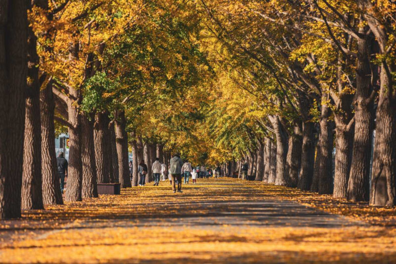 韓国の秋の絶景！紅葉の名所10選