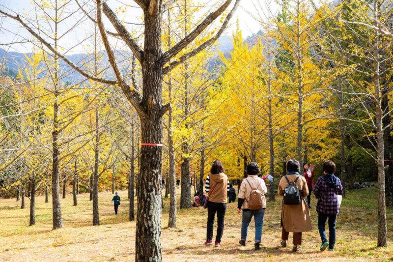 韓国の秋の絶景！紅葉の名所10選