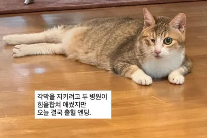 「角膜を失い…」ペ・ダヘ、愛猫の悲痛なニュースに胸を痛める